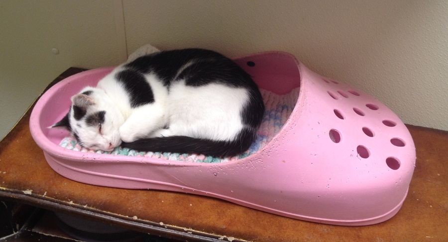 kitten crocs