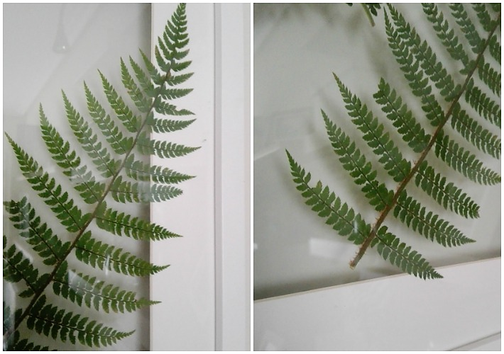 detalle cuadro botánica con helechos