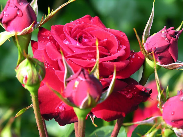 red rose lal gulab
