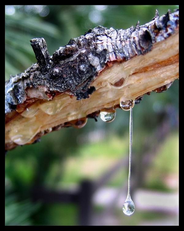 Tree Producing Sap _ Why is Sap Dripping from my Trees? – TPAYW
