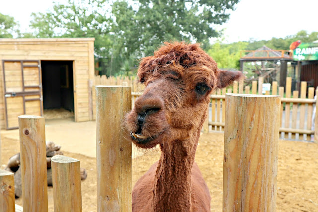 A brown alpaca looking over the fence at Paradise Wildlife Park