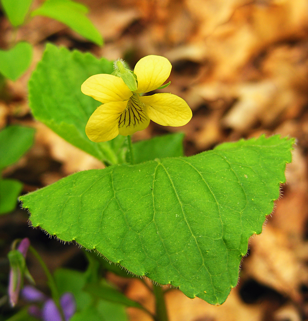 Mid Atlantic Nature How to Identify the Yellow Violets of the Mid