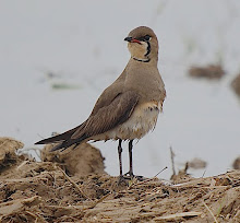 Oriental Pratincole_2011