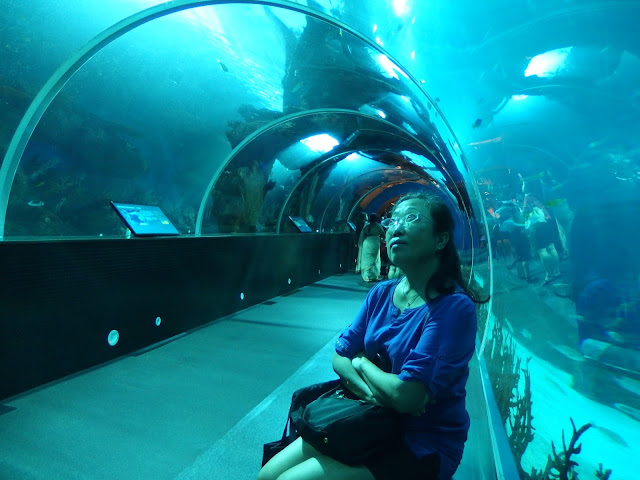 SEA Aquarium Singapore Exhibition
