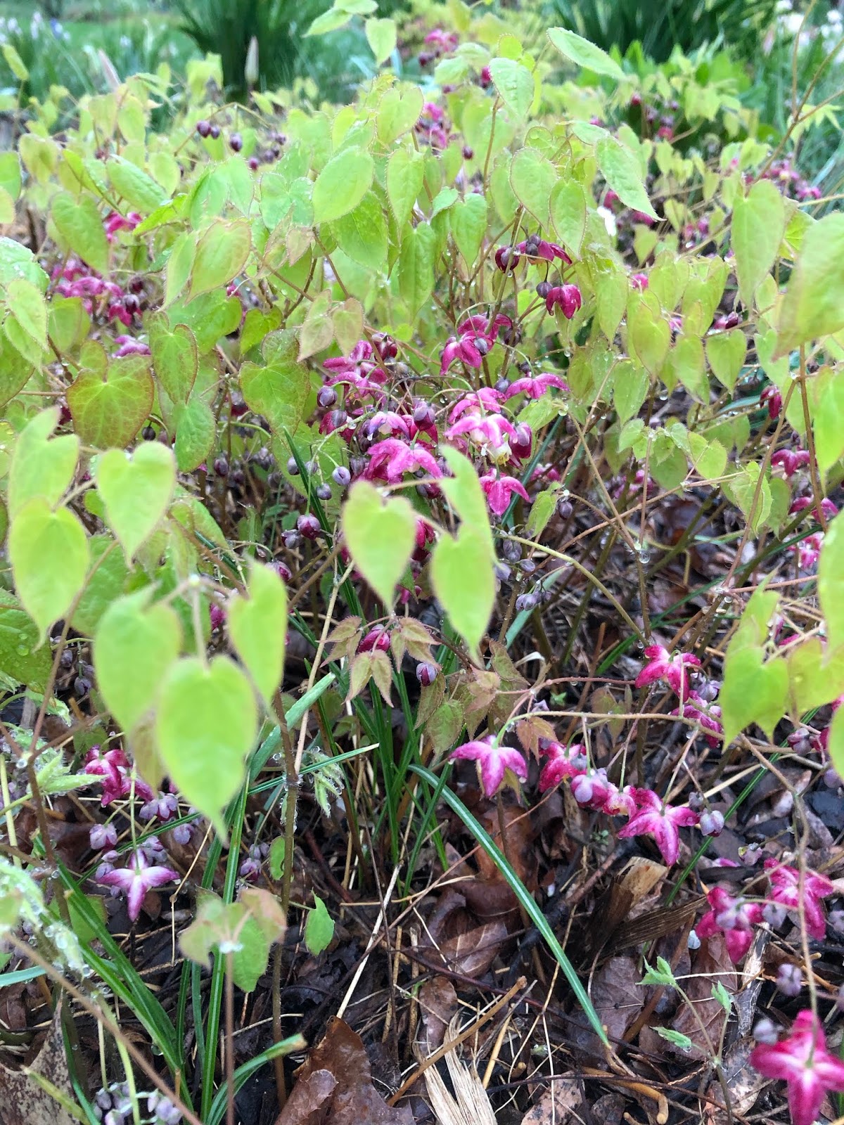 Powell Gardens Blog Flowering Beauties That Bear Fruit