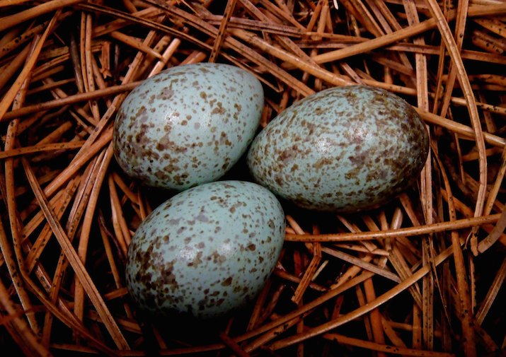 К чему снятся яйца куриные в гнезде. Яйца сойки в гнезде. Голубые яйца змеи. Змеиное яйцо в крапинку. Яйца змей в крапинку.