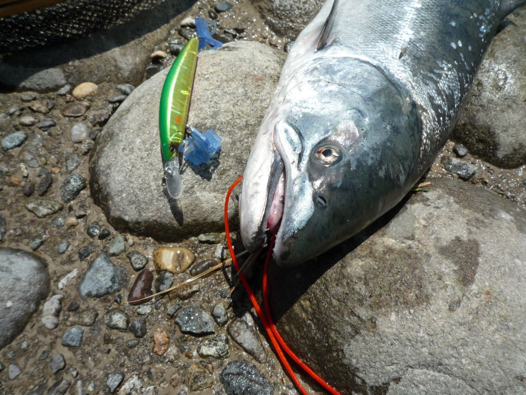 釣れづれなるままに 太公釣魚ジャーナル 手取川 サクラマス67cm 16 3 22