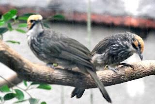 Burung Cucak Rowo Indukan Untuk Penangkaran - Kreteria Indukan yang Harus Terpenuhi Untuk Burung Cucak Rowo yang Akan Di tangkarkan