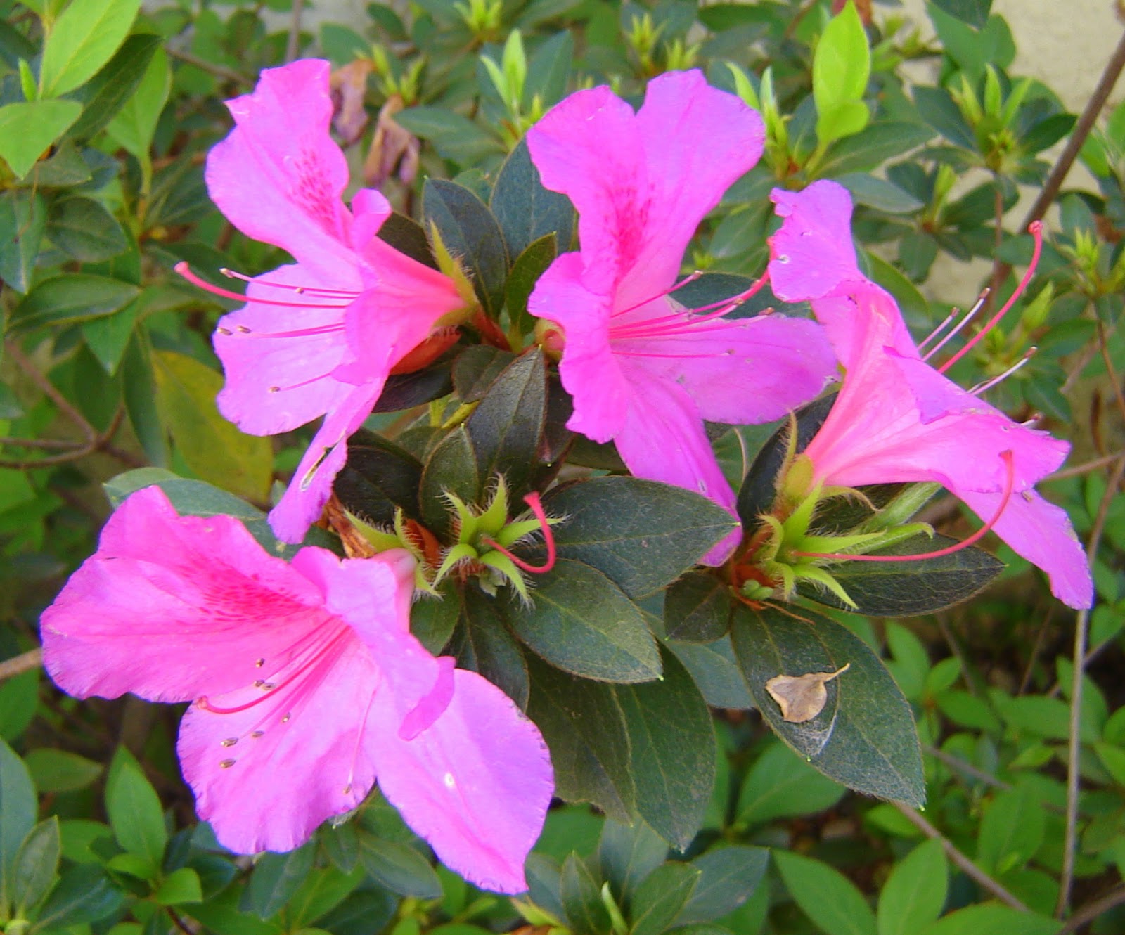 v e r d e c h a c o Azaleas / Rododendro