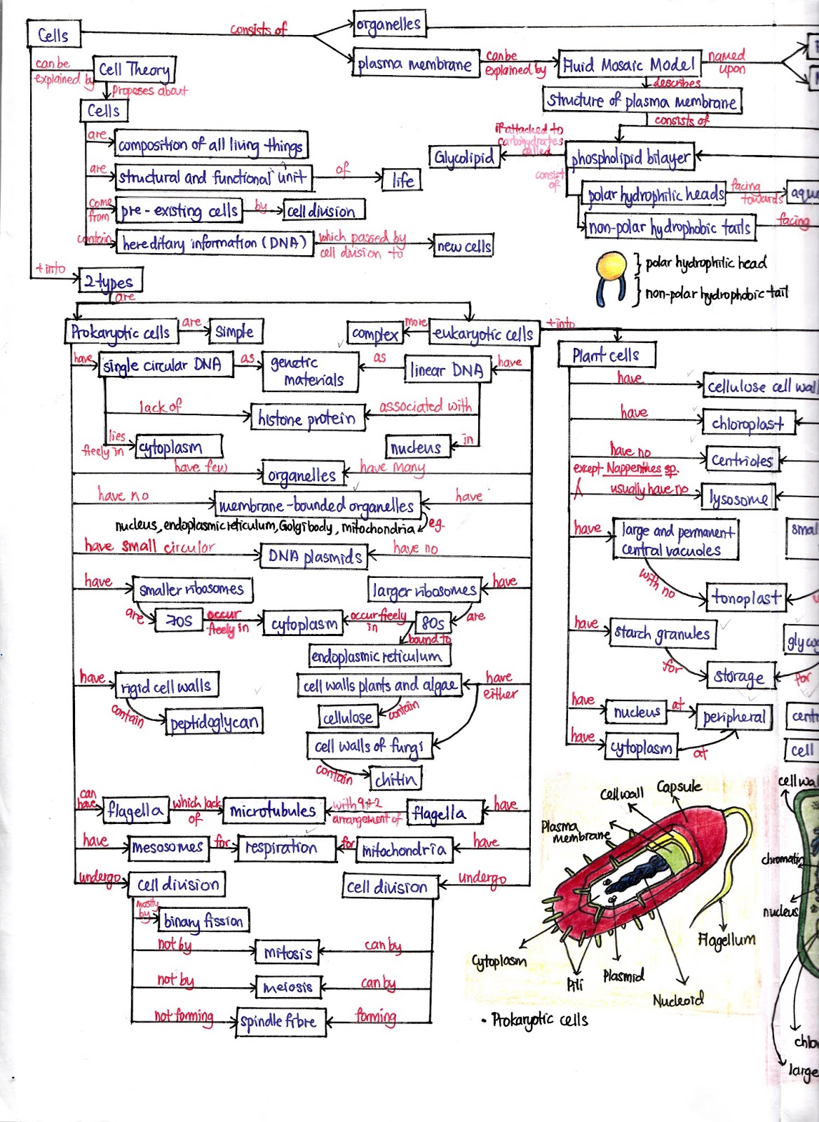 Mind Map For Cell Structure And Function Biology Is To Serve Mankind...: 1.2 Cell Structures And Functions