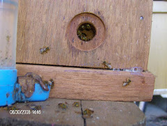 abelhas borá sendo tratadas,pós divisão