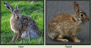 The Little Furry Trickster