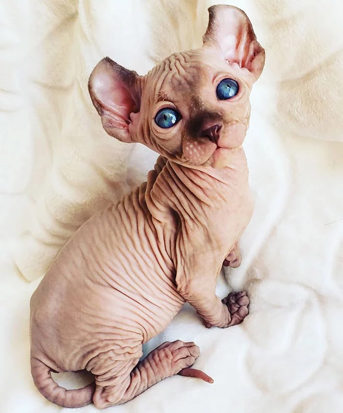 30 Adorable Pictures Of Sphynx Cats Everyone Will Love