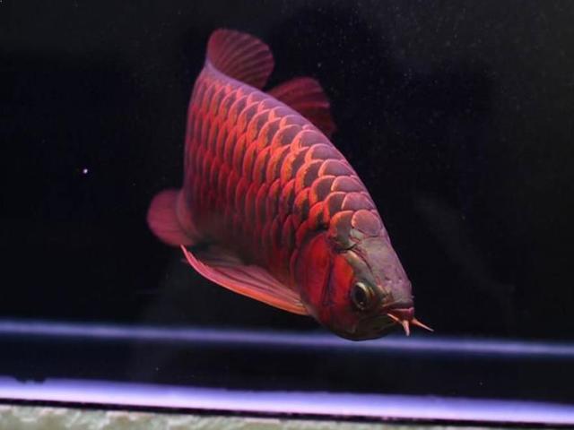 Gambar Ikan Arwana Super Red