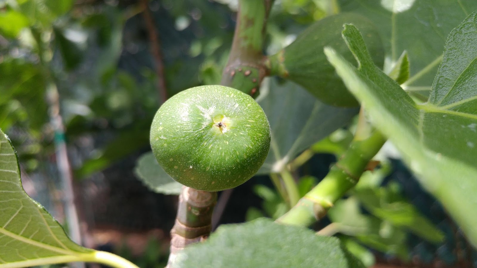 Figs Photo Collection Around the World Wasp colony in Figs Tree