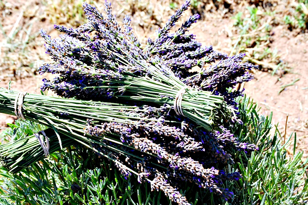 The Lavender FarmMy Life List At Home with Jemma