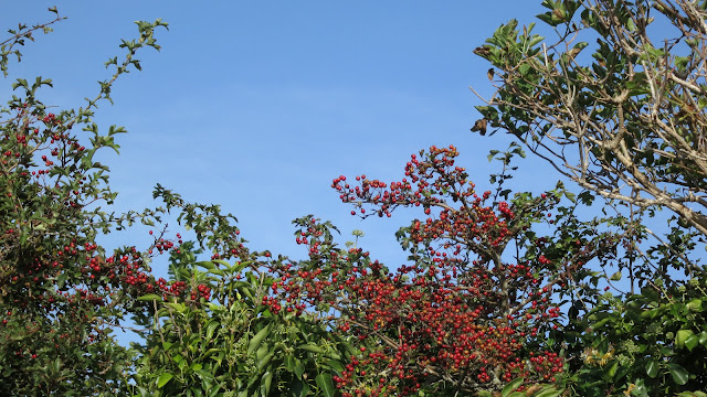 Tree tops showing bright red haws (hawthorn berries) and ivy against a blue sky.