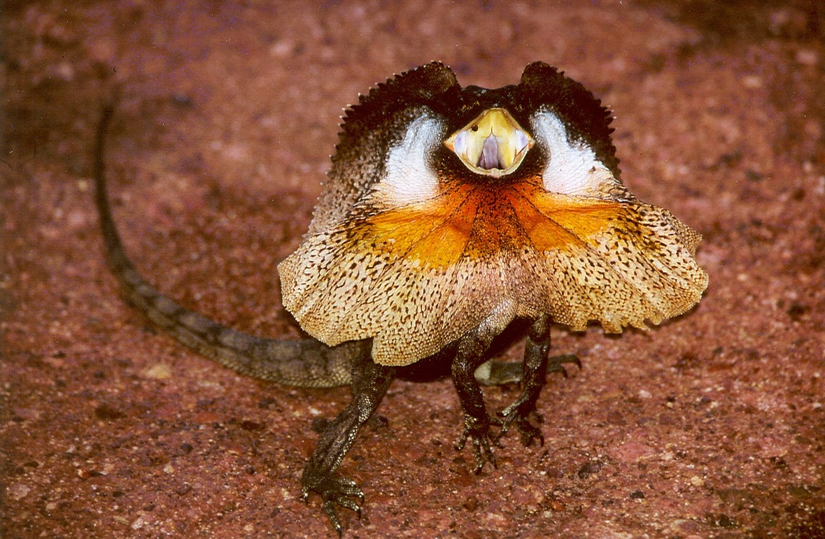 Earth's Featured Creatures: Frill-Necked Lizard