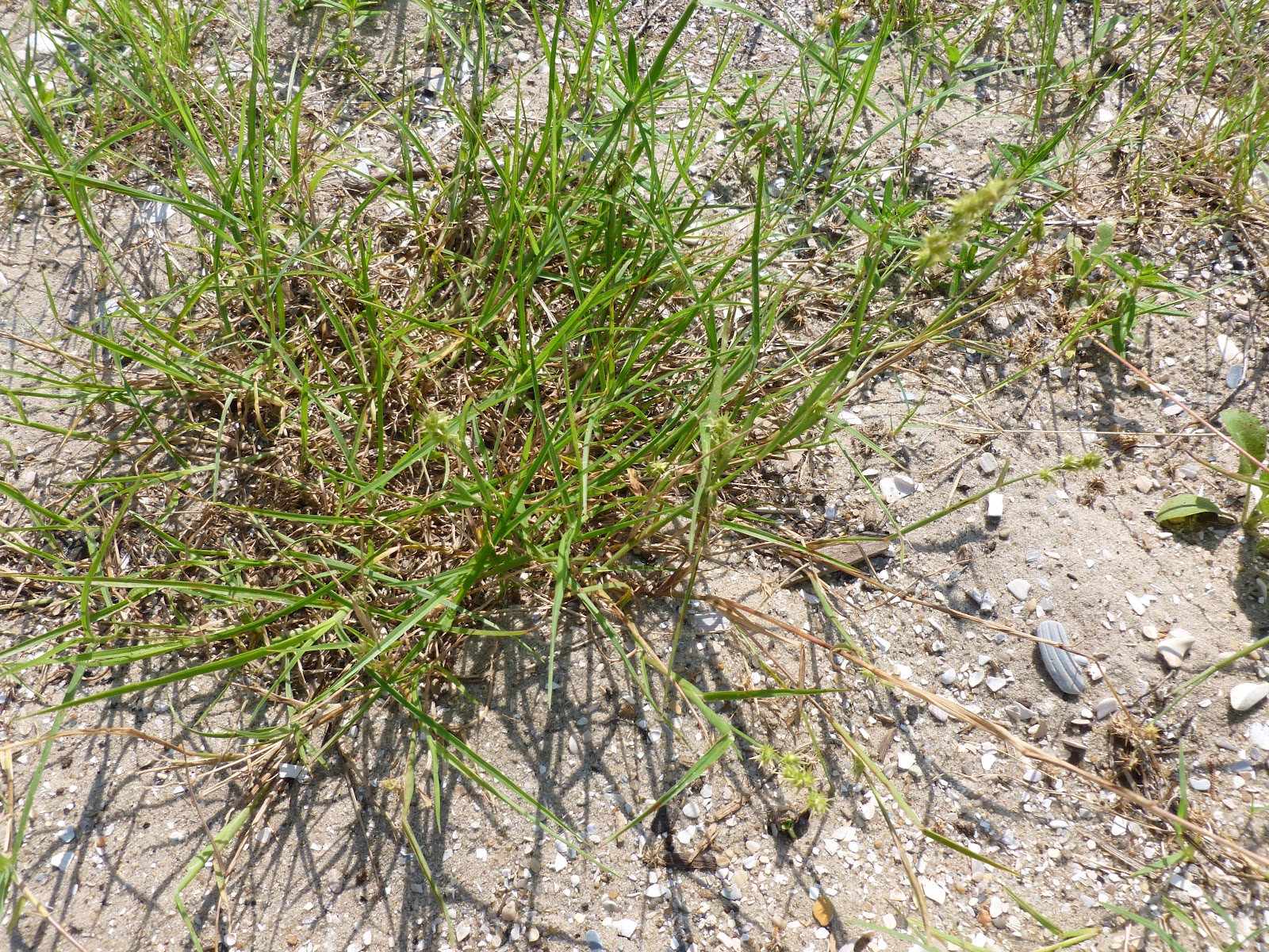 Ocracoke Island Journal Cenchrus Echinatus