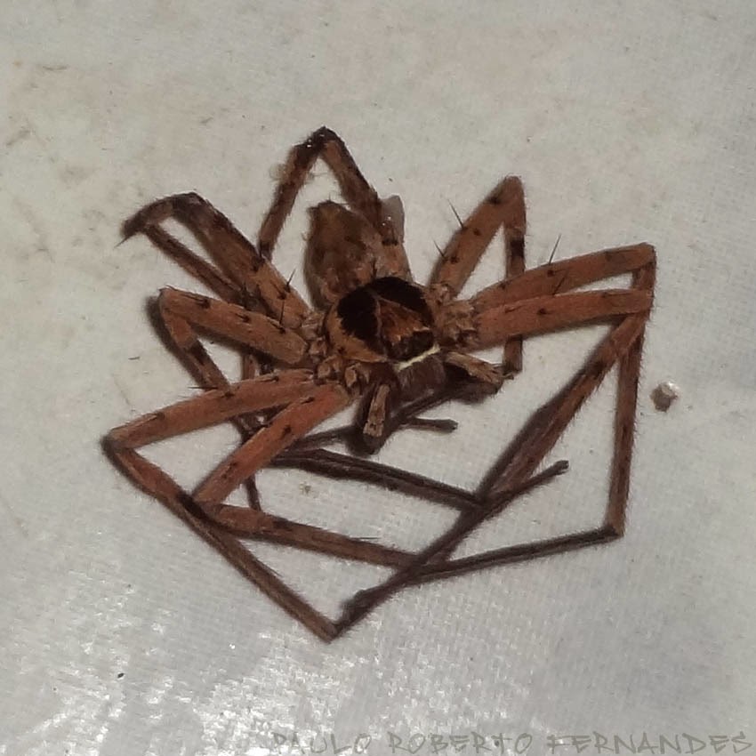 Insetologia Identificação de insetos Aranha Caranguejo Gigante no Espírito Santo