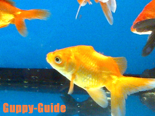 Guppy-Guide Aquarium Finds Updates