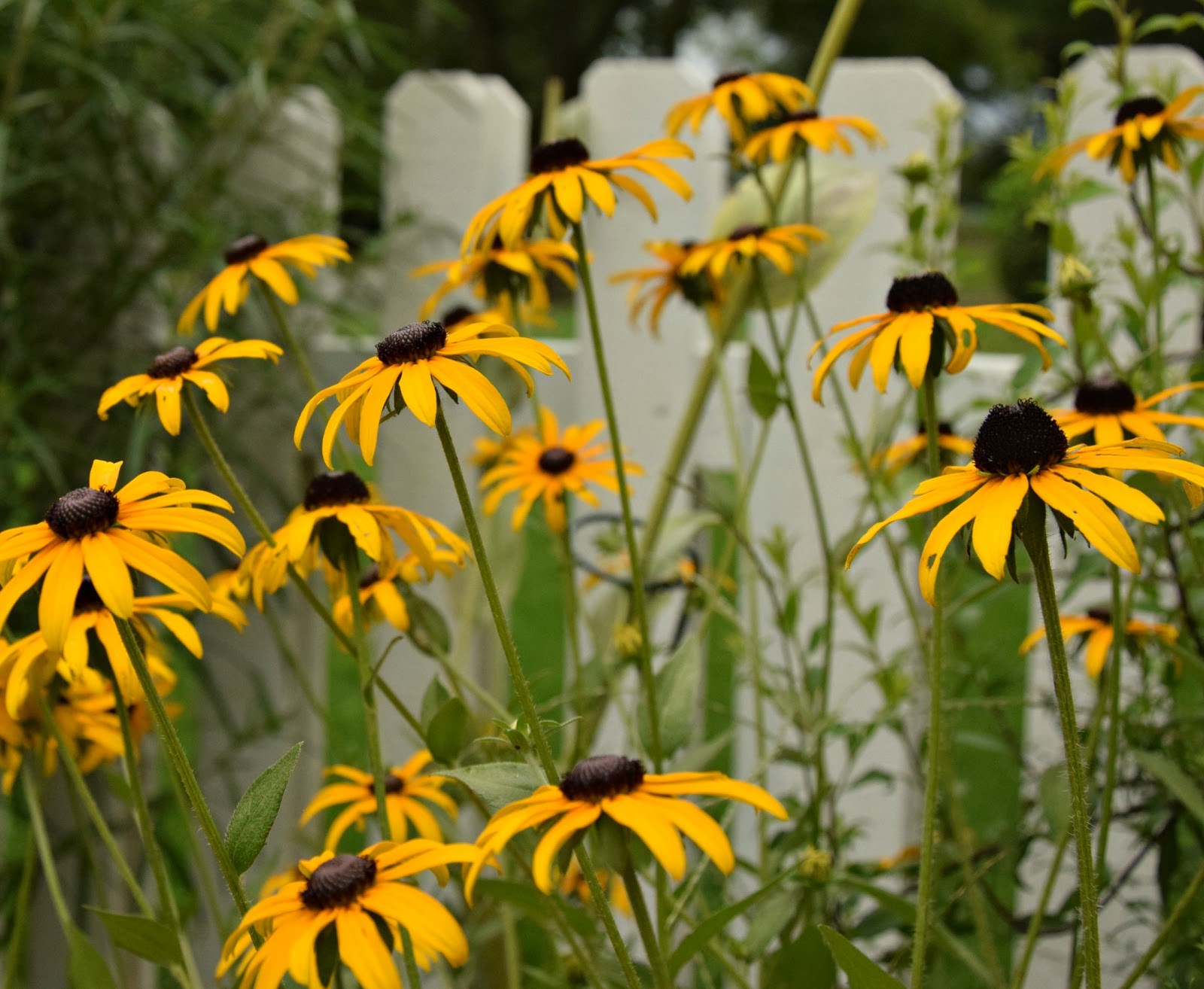 Using Native Plants A Native Cottage Garden