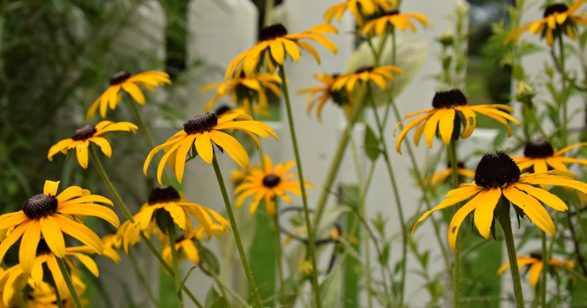 Using Native Plants A Native Cottage Garden