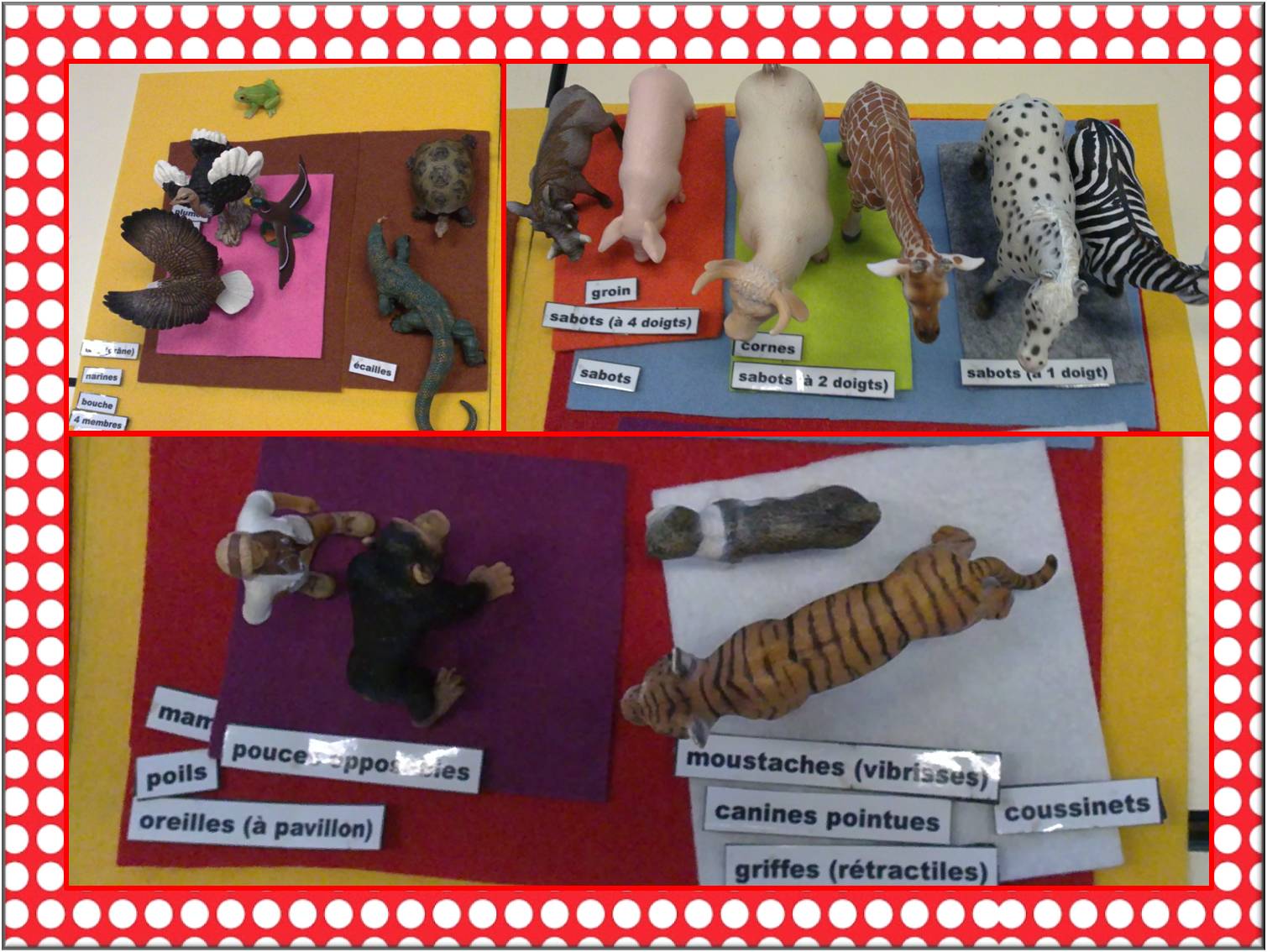 Ipotame Tame Livret Des Animaux