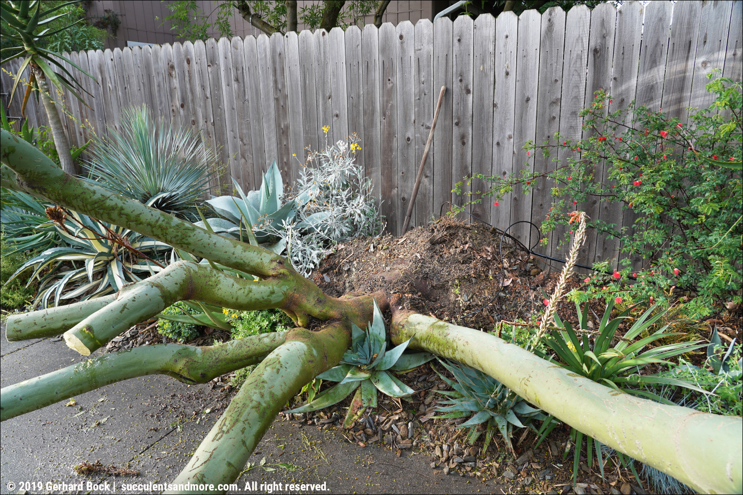Palo verde removal and replanting no lollygagging here!