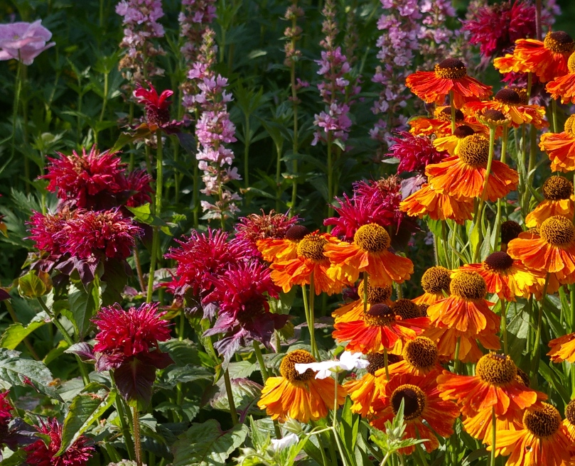 John Grimshaw's Garden Diary: Mostly Compositae