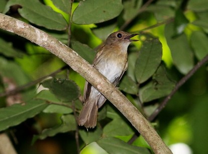 Proses Perawatan Dan Mengenal Dekat Burung Tledekan Alis Putih