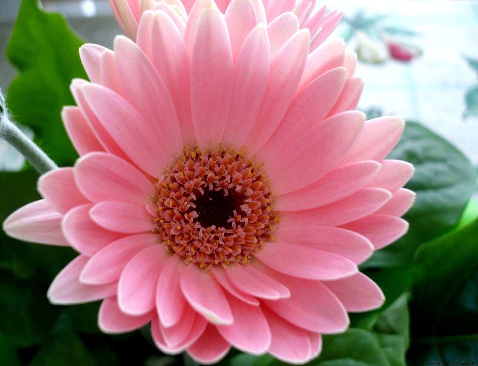 Pink Flower Desktop