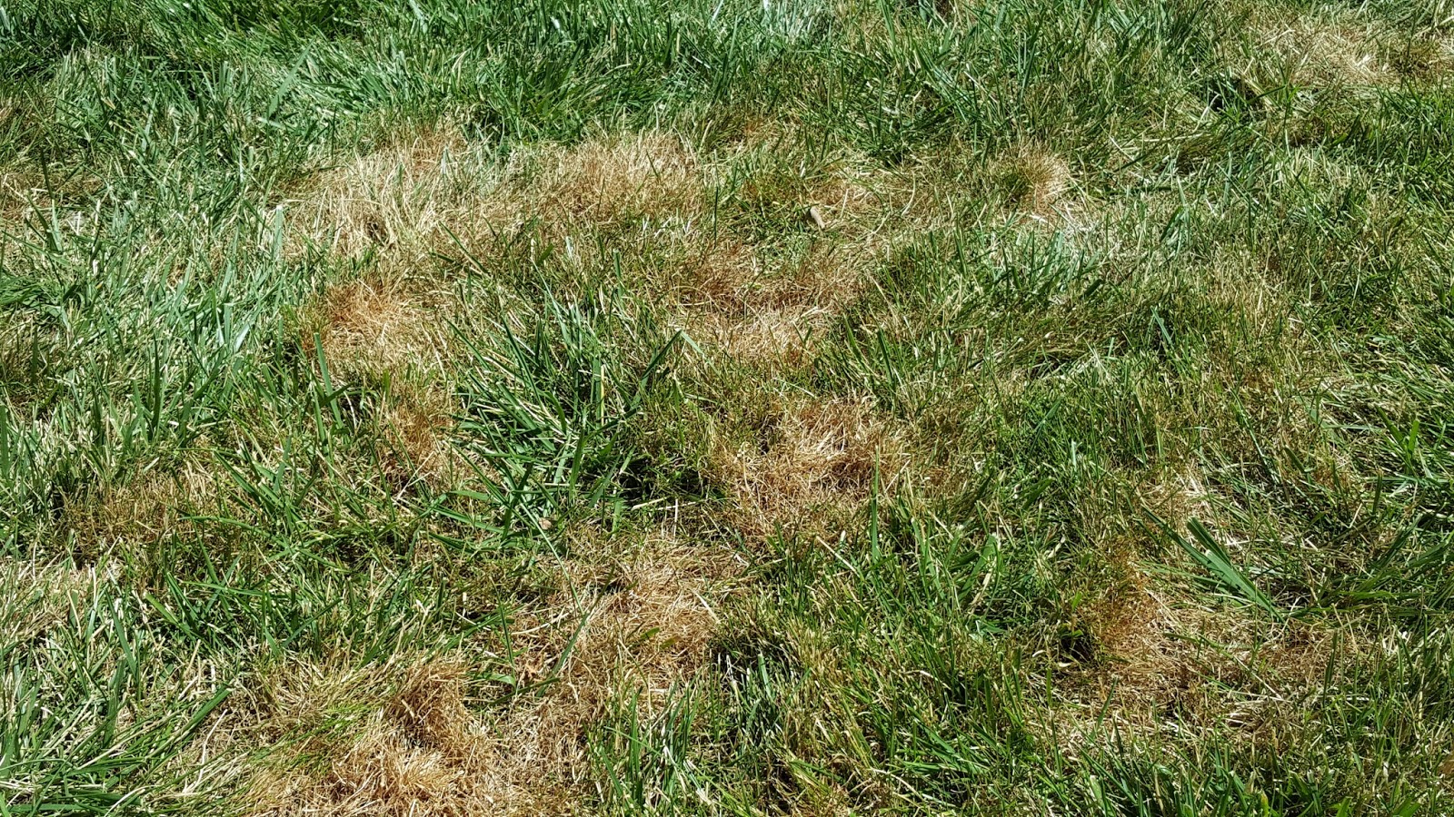 COHorts My Lawn is Turning Red?