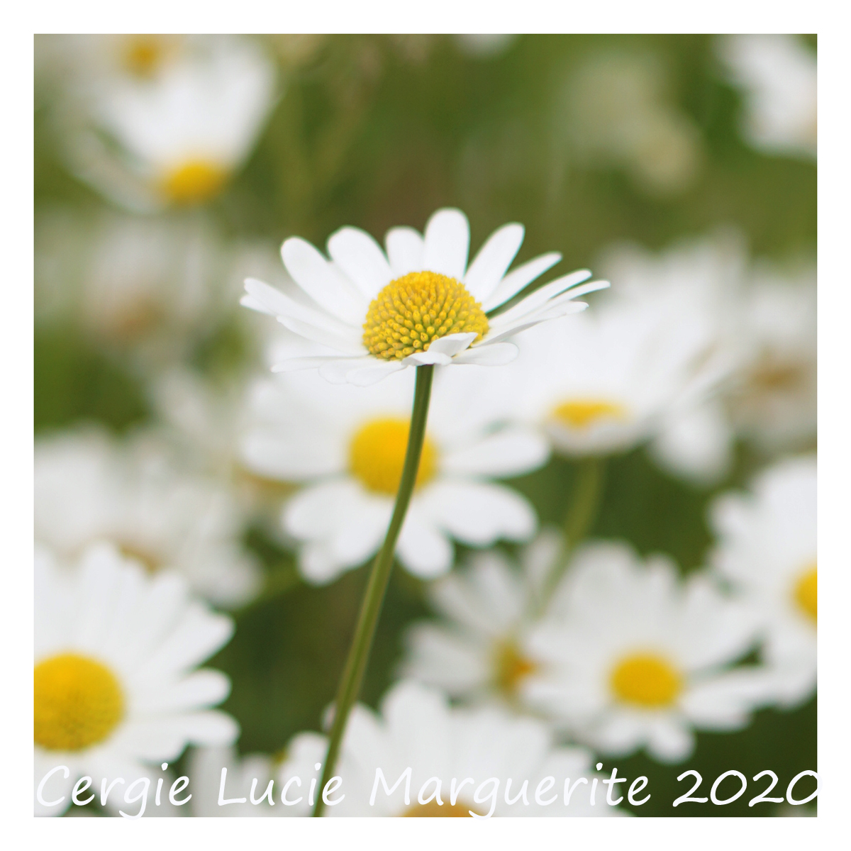 jardin de marguerite Marguerite