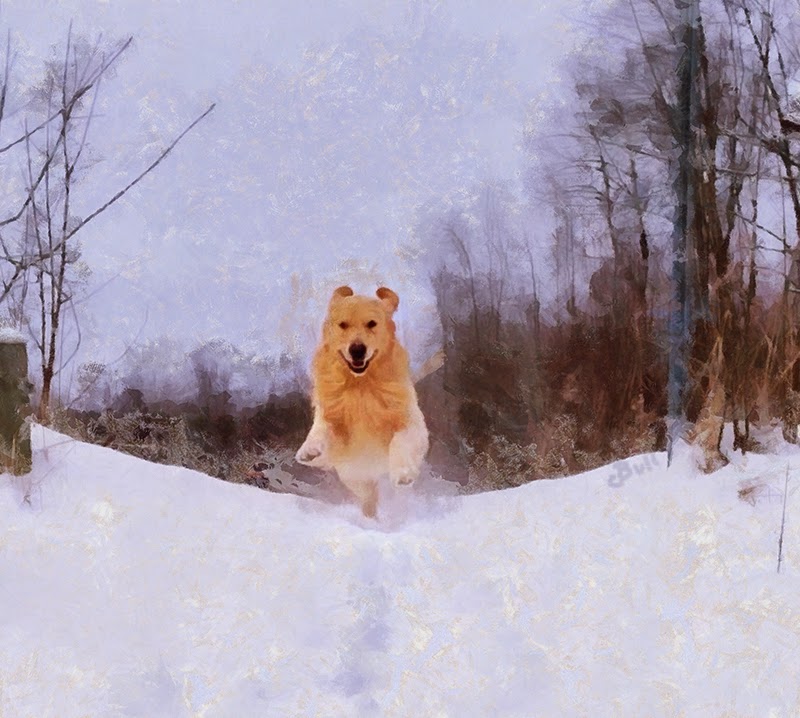 Golden Retriever flying through the snow by Claire Bull