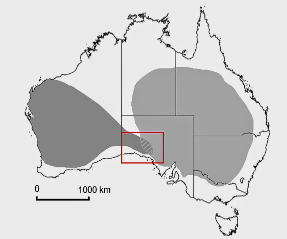 Sciency Thoughts Three new species of Gecko from central Australia.