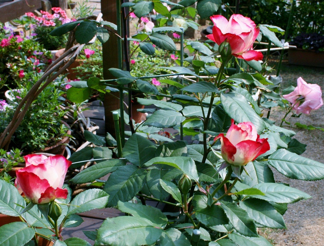 Stardust Talk When do roses bloom?