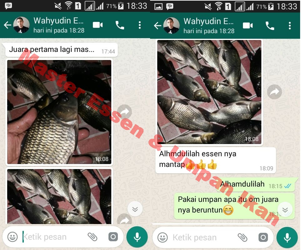 Essen Ikan Mas Harian Dari Master Essen Master Essen Ikan