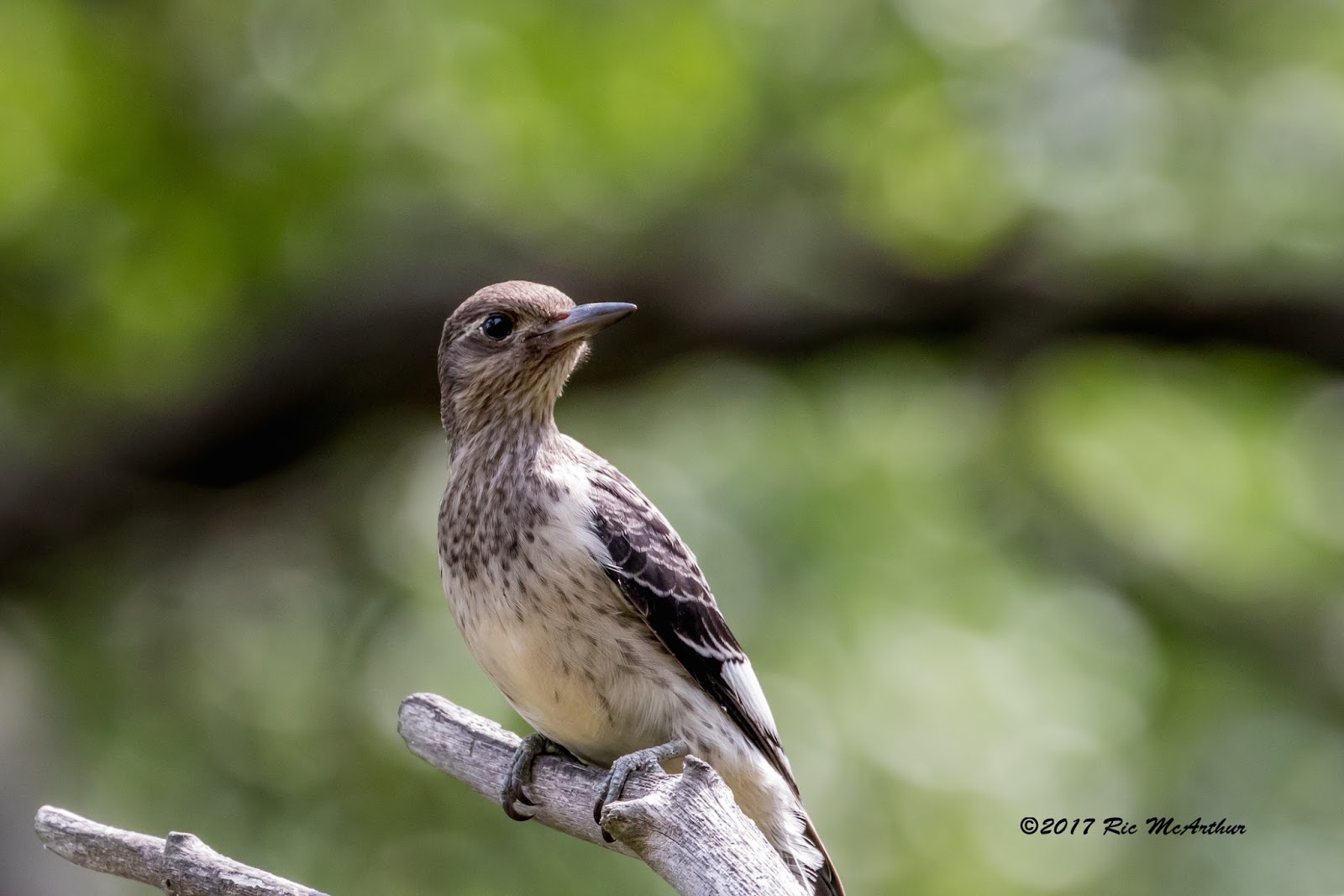Red-headed woodpecker, immature.