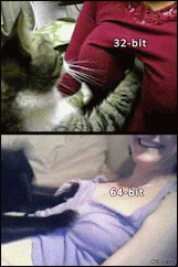 Art Cat GIF with Caption • Cats massaging boobs 32-bit vs. 64-bit contest :)