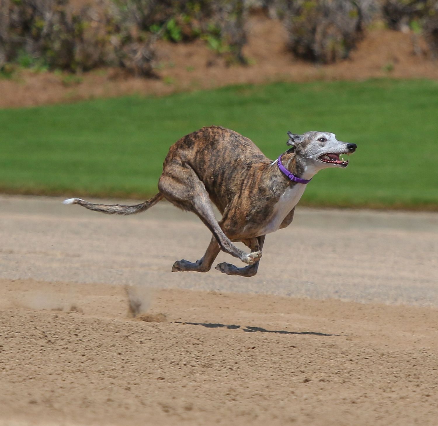 Грейхаунд: характер и поведение, отношение к детям - все, что вы хотели знать