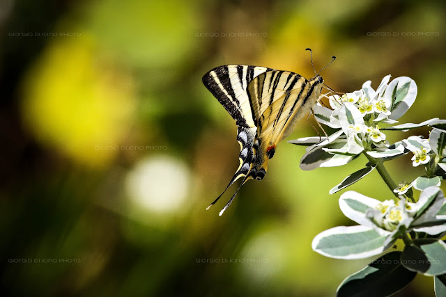 Farfalla, Butterfly, Macaone, Papilio Machaon, Natura Ischia, Papilionidi, foto Ischia, 
