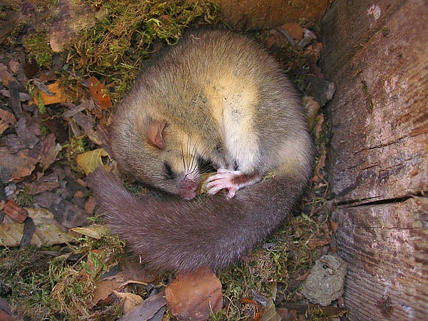 José Luis Gallego: El bello durmiente