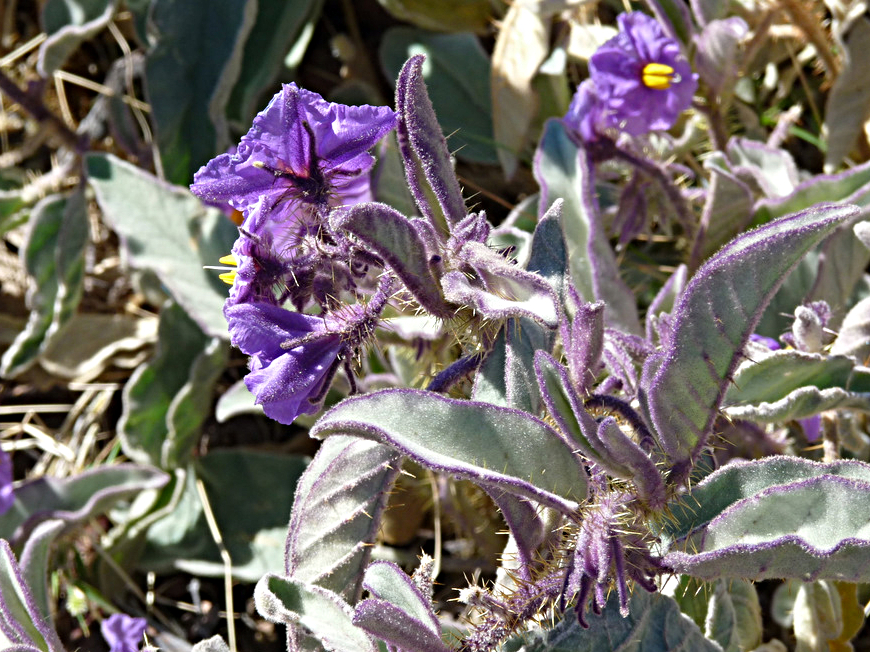 Bushranger: July 2011