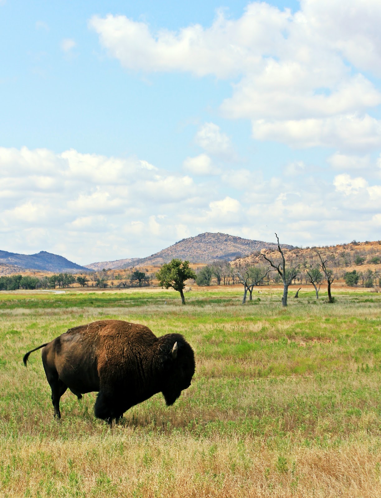 Photos From The Middle of Oklahoma Wichita Wildlife Refuge Lawton