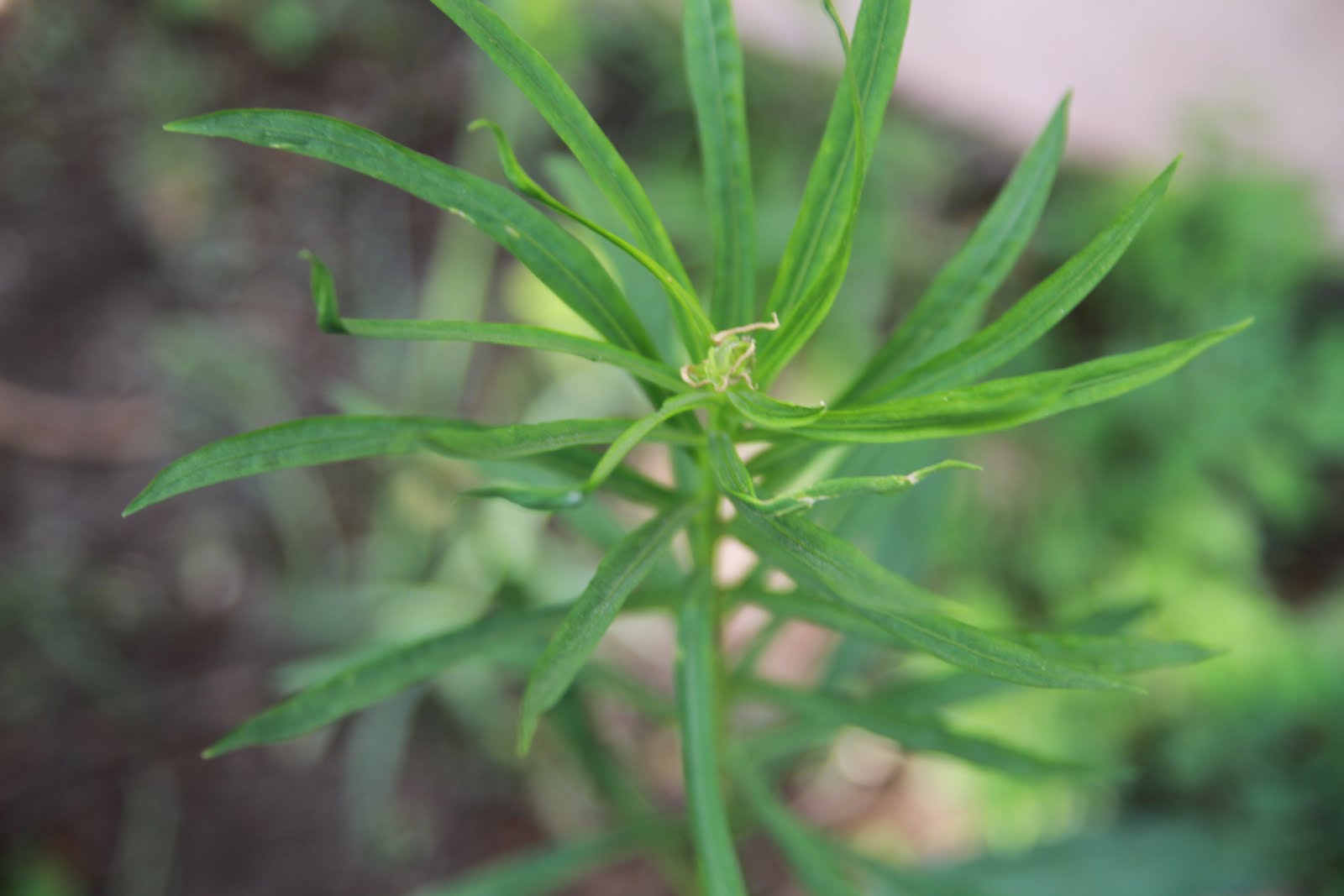 Chicago Native Plants