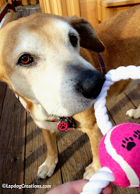 Sophie thinks the #DukesFigure8RopeToy she found in her #SurpriseMyPet box is awesome - and it's PINK! #JoinThePawty and get a box for your dogs. SAVE 15% with #coupon code LAPDOG - #LapdogCreations ©LapdogCreations