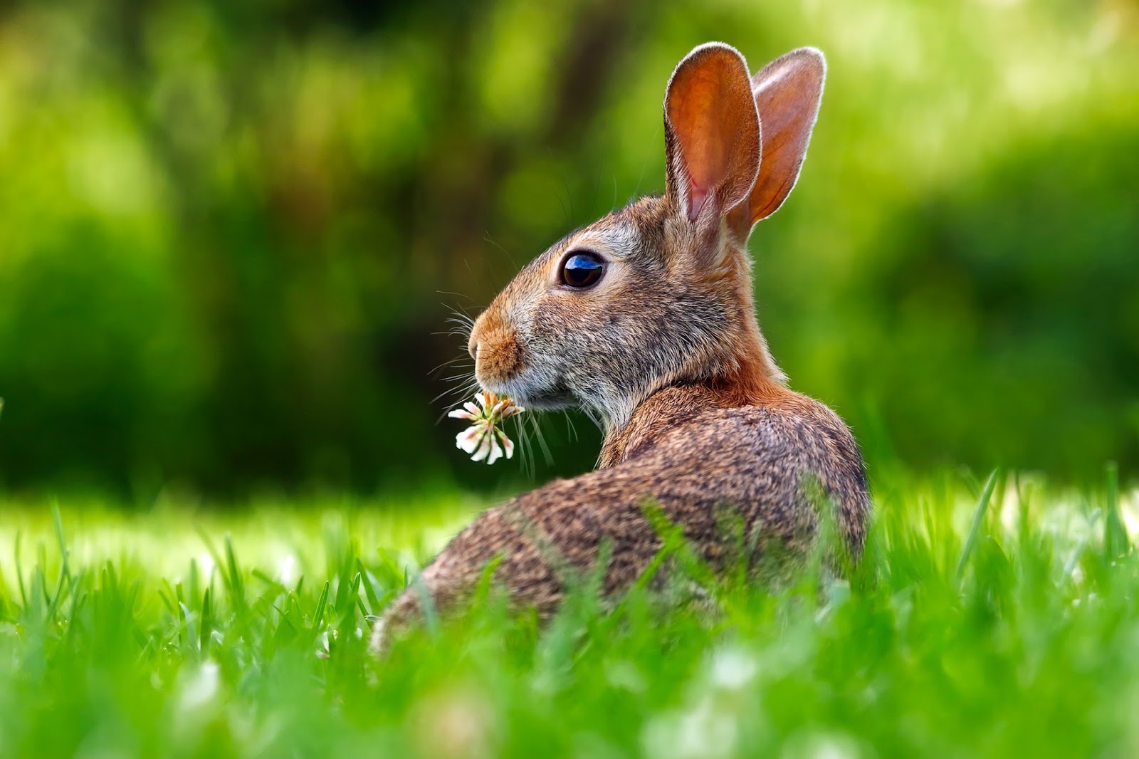 Lovely picture of a cute rabbit in the grasslands About Wild Animals
