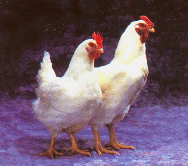gambar ayam gambar hewan