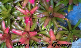 ANEKA BROMELIA BROMELIA-HIJAU-PINK